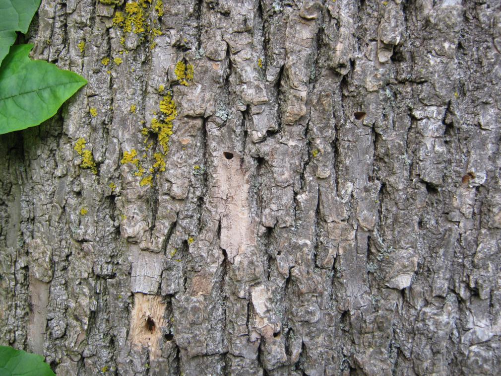 Emerald Ash Borer Trees Affected