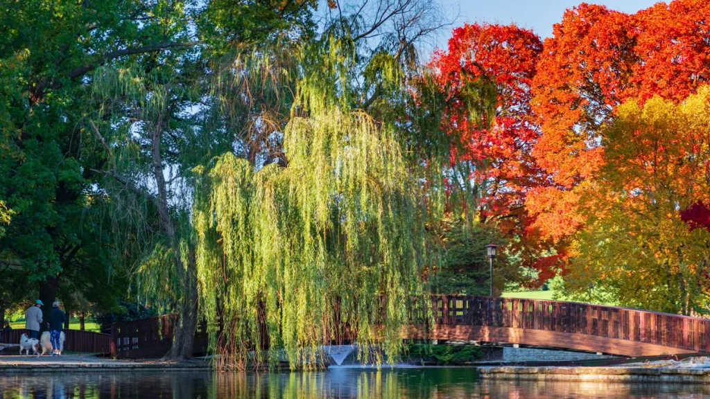 Loose Park Fall