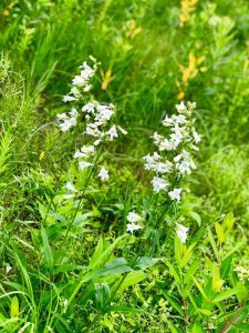 white flowers