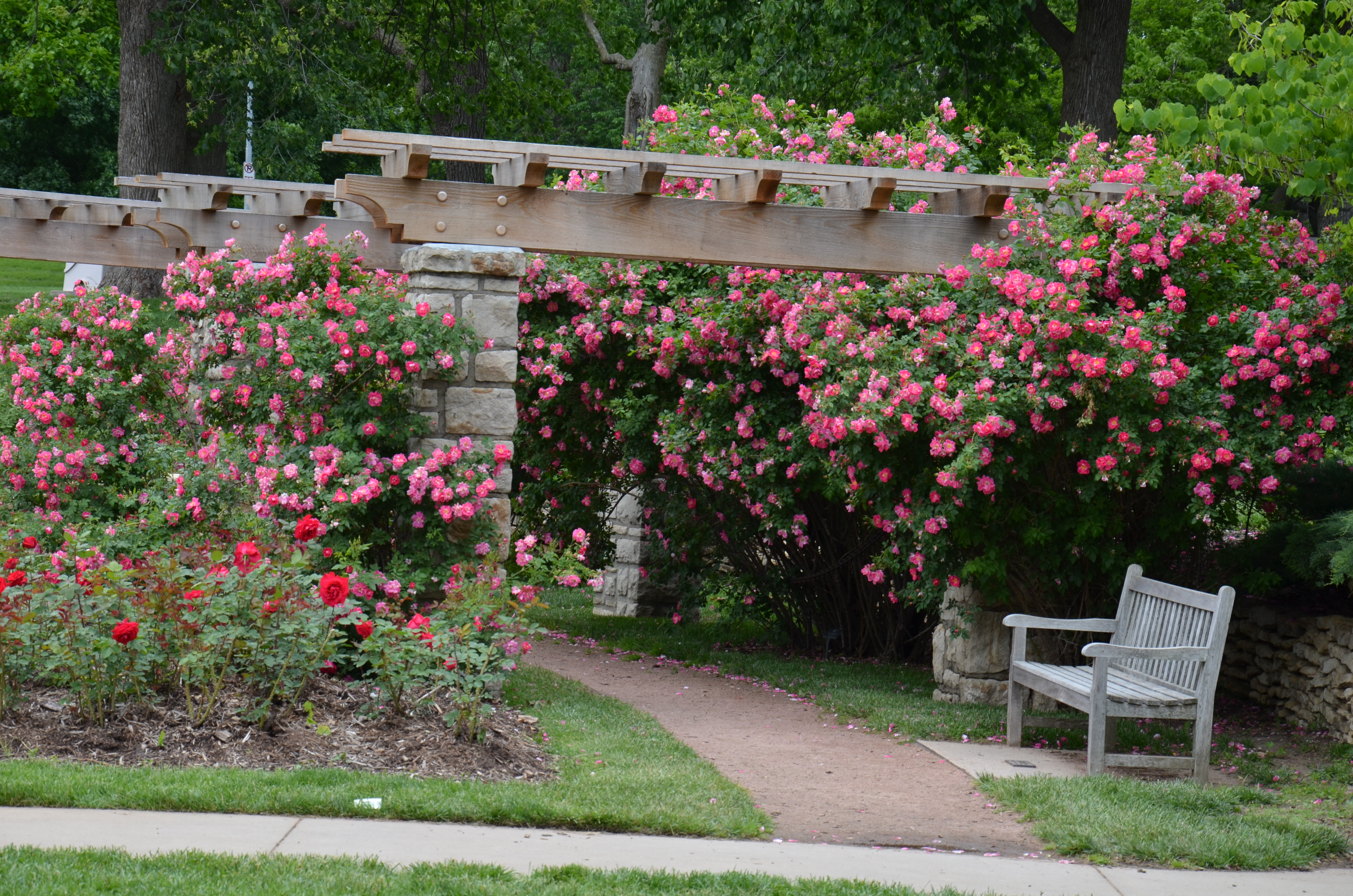 Laura Conyers Smith Municipal Rose Garden Kc Parks And Rec