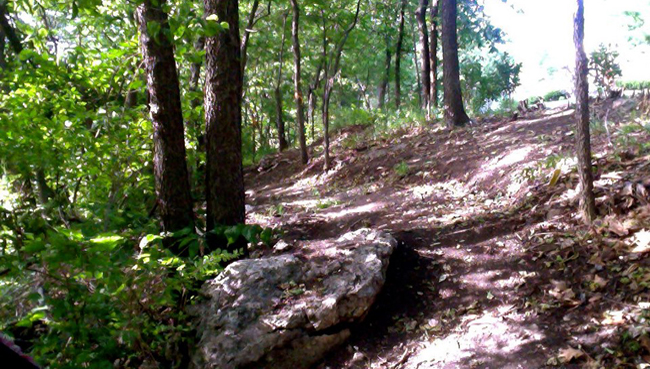 Roanoke Park Trails