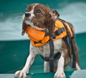 dog swim shirt