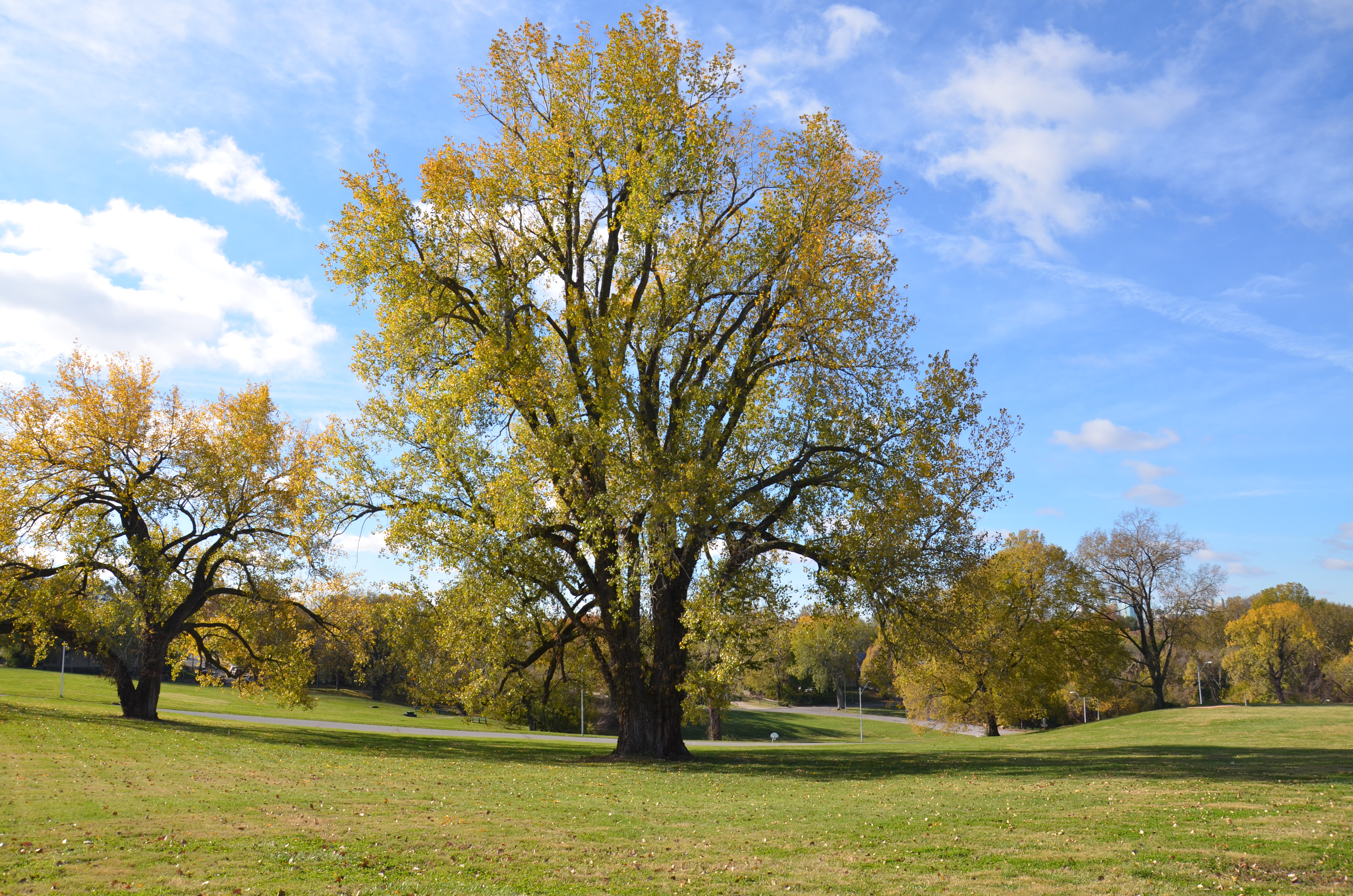 {NEWS} Tree in Kessler Park is Missouri State Champion