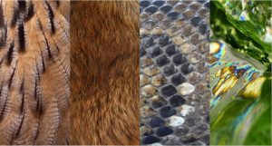 Feathers Fur Scales Slim