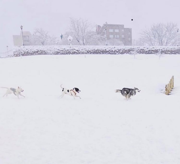 Dogs Playing in the Snow