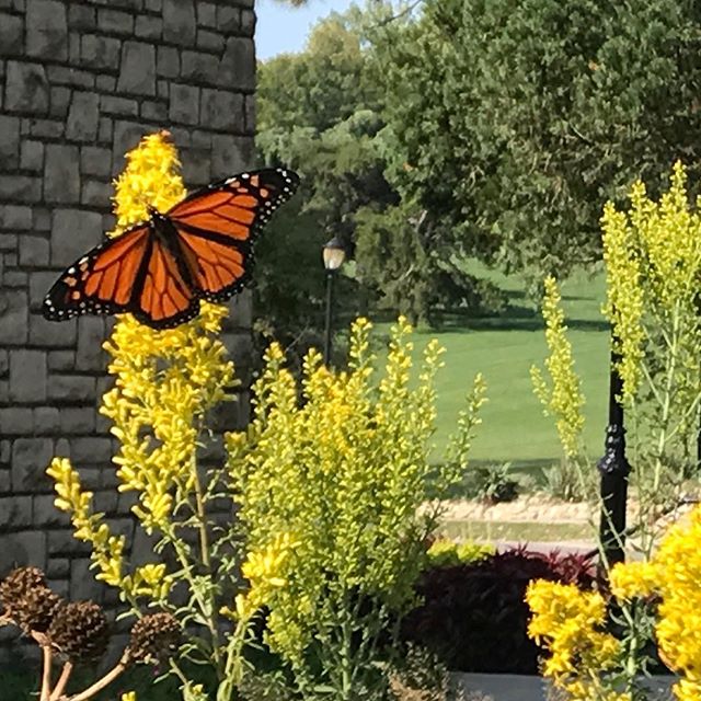 CELEBRATE A NATURAL PHENOMENON: Monarch Migration In Kansas City