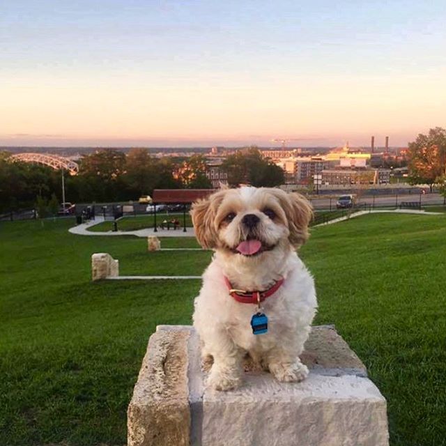 Caesar wants to play with your dog! For $5 you can join #KCParks newest dog park. West Terrace Dog Park is downtown KCMO’s first off-leash/members-only park. It features stunning views of the Missouri River and lots of cute dogs like Caesar! De”tails”>>https://kcparks.org/park/wtdp/ #WTDP #OffLeash #DogsOfInstagram #kcdogsofinstagram #KCDogs
