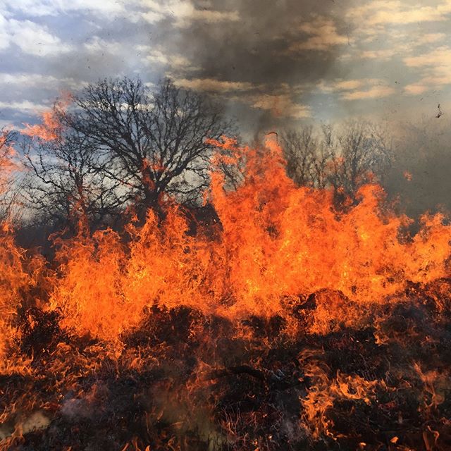 This will warm you up! Photos from Thursday’s controlled burn in #KCParks Minor Park.