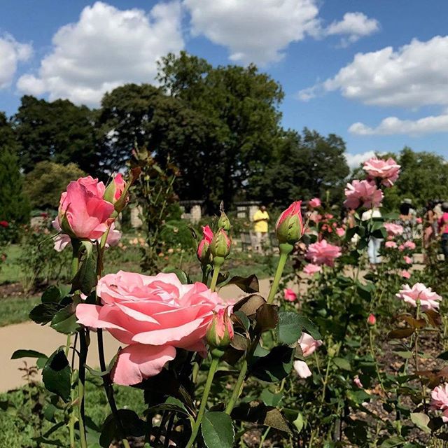 Have you already locked your love on the Old Red Bridge or looking for another #KCParks friendly way to celebrate your commitment? Plant a commemorative rose bush in Laura Conyers Smith Municipal Rose Garden in Loose Park. #ValentinesDay #RedBridgeLoveLocks #LoveIsARose #ValentinesDay2018 #LoveLove ️