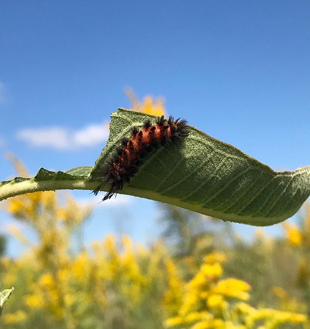 It’s a beautiful day on the prairie! Milkweed Tussock Moth at Jerry Smith Park. #KCParks #WhereKCPlays