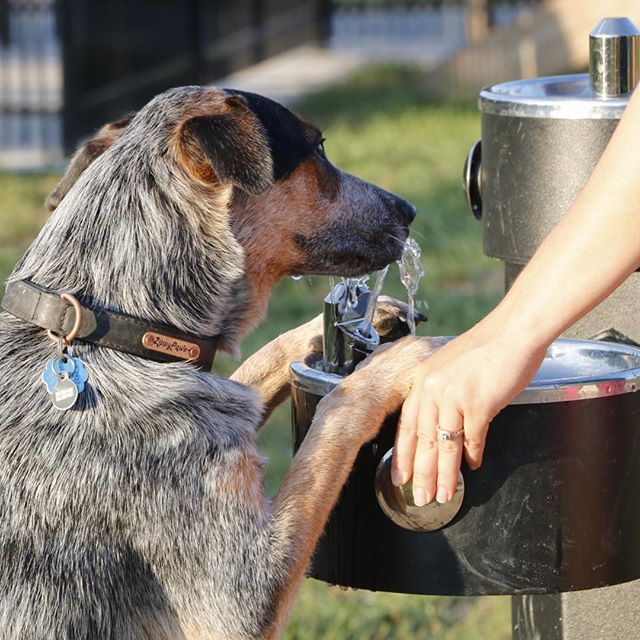 435 Magazine recently featured West Terrace Dog Park as one of The 10 Happiest Dog Parks in Kansas City! Join today! Details at kcparks.org. #KCParks #WhereKCPlays #WhereKCBarks Photos by Anne Marie Hunter.
