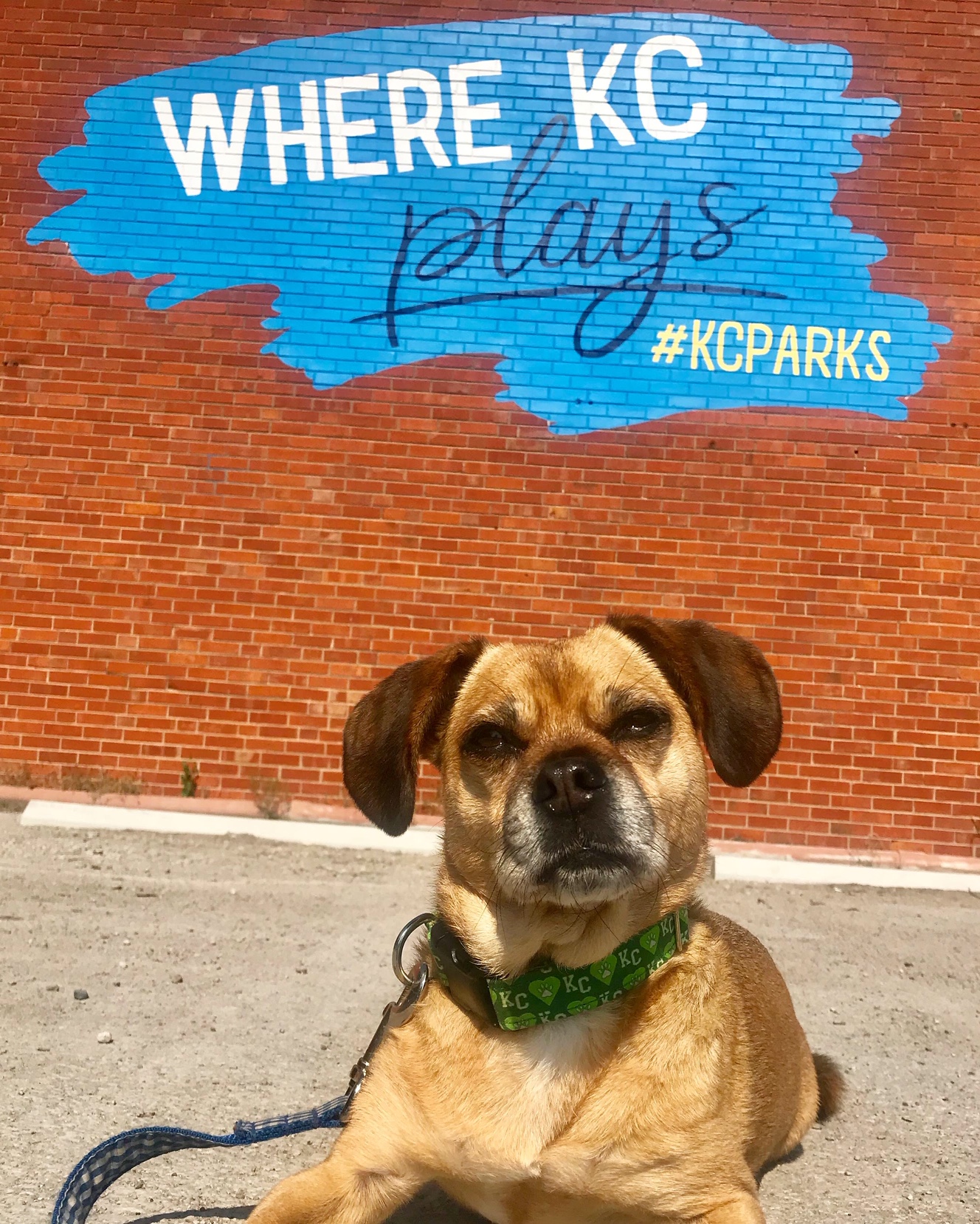 Dog infront of KC Parks wall art
