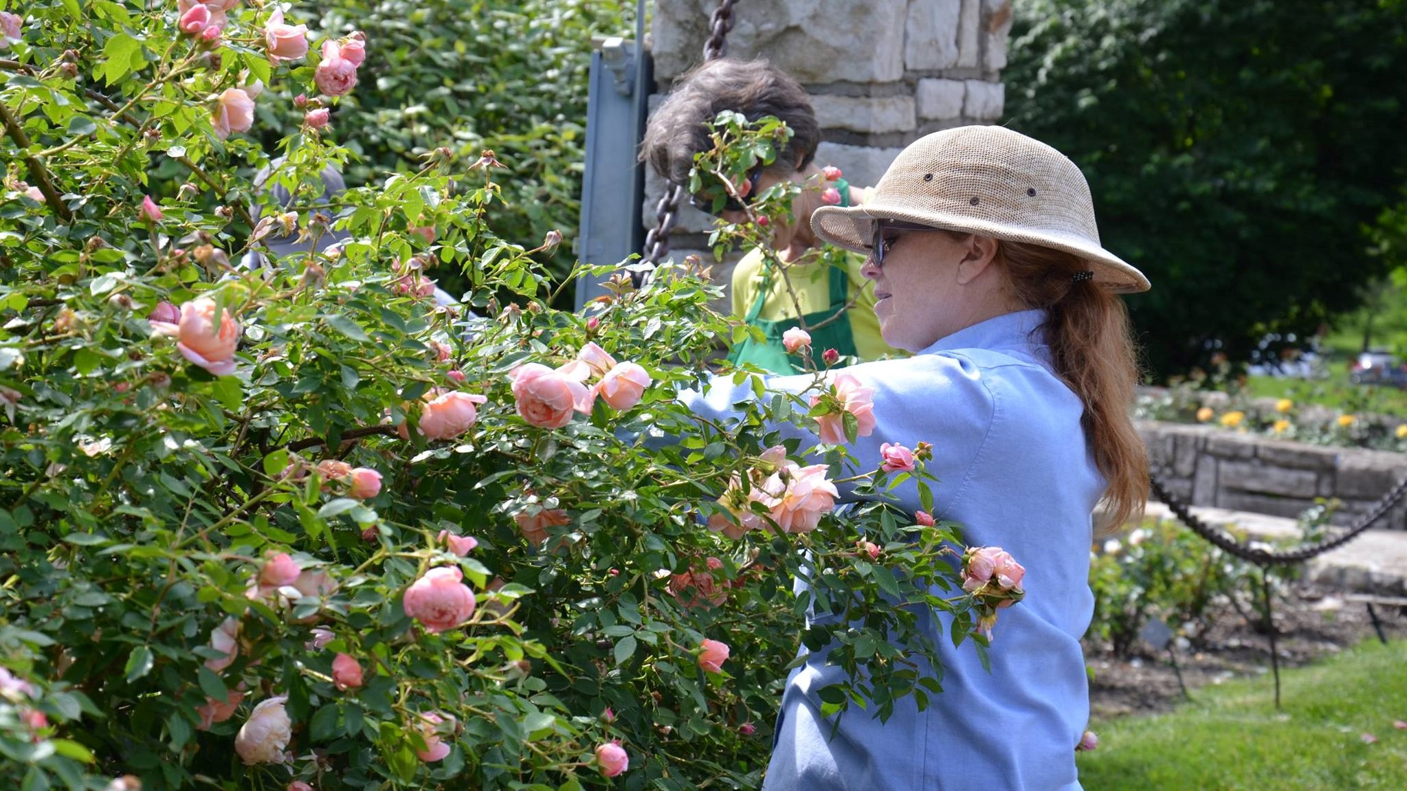 Girl pruning pink rose bush