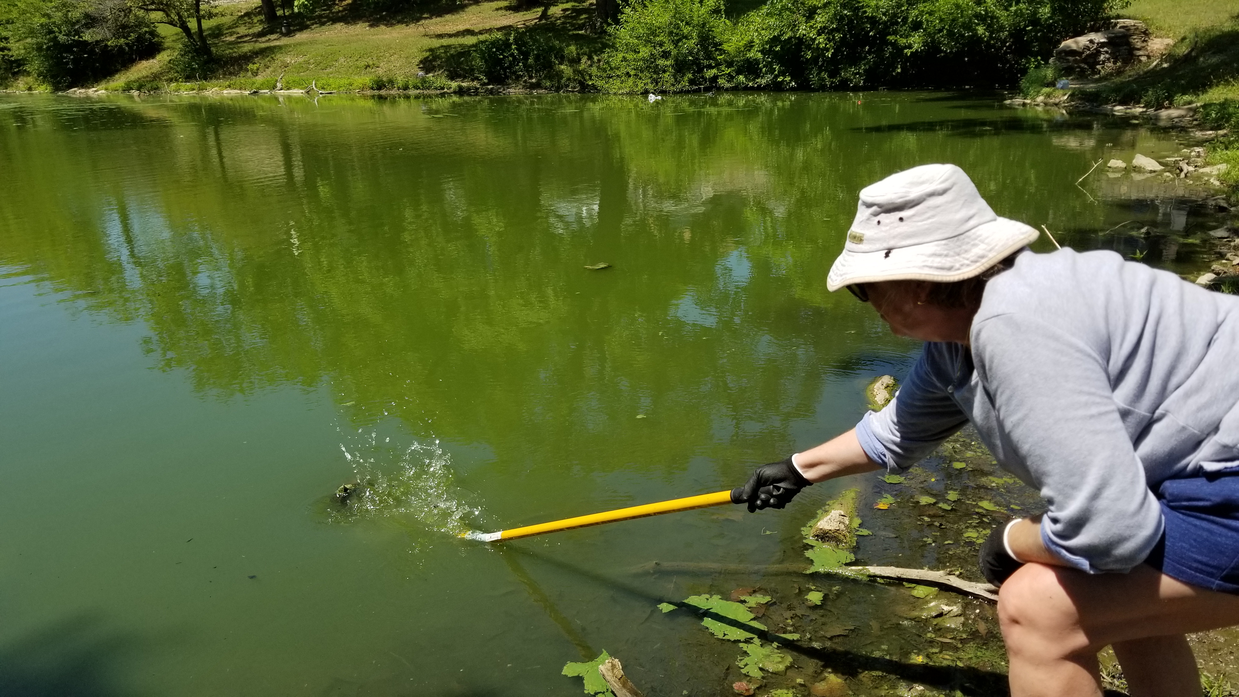 Volunteer Cleaning Pond