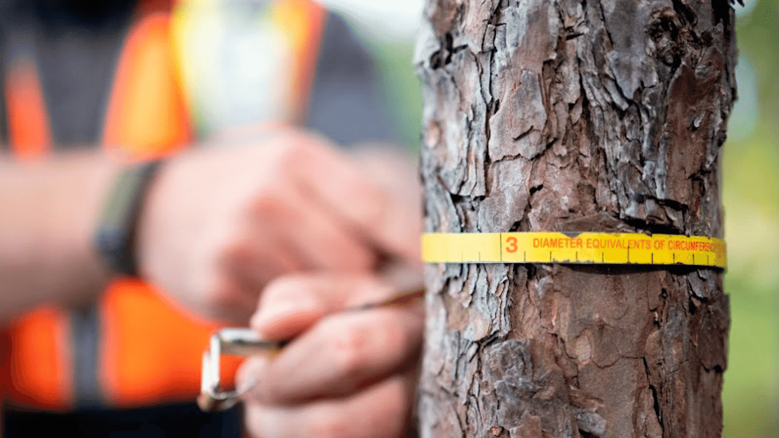 Kansas City Inventories Tree Canopy in Urban Forestry Master Plan