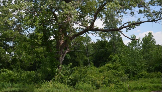 Woodbrooks Park