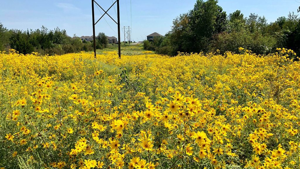 pictures and flowers at anne garney park in kansas city missouri