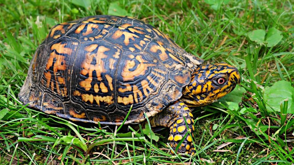 Box Turtle