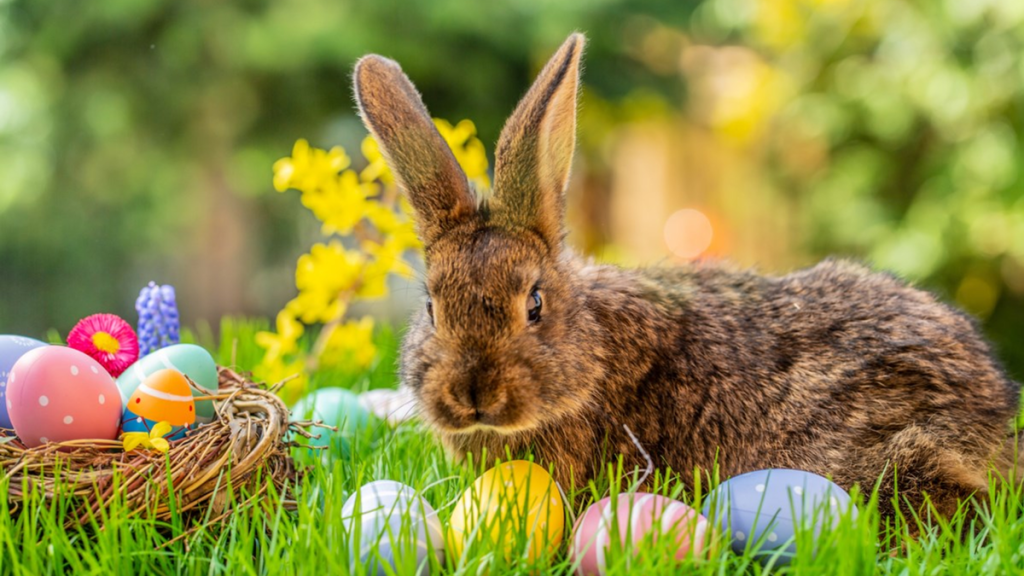 Bunny